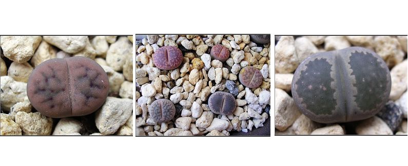 [��ƪ��ֲ��¼]żҲ��PG��������ӭ�����ģ���P6�������ϵľ��ţ�