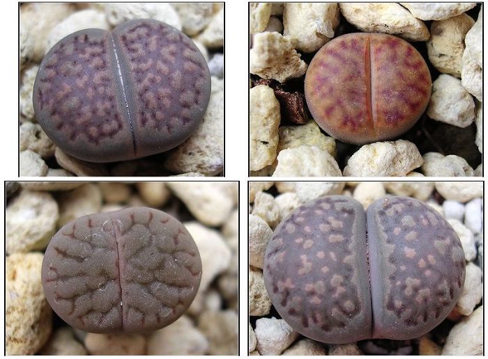 [��ƪ��ֲ��¼]żҲ��PG��������ӭ�����ģ���P6�������ϵľ��ţ�