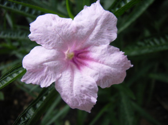 7��19��  ���첻���ֵĽ��  P23  ����   *-*����Ļ�԰*-*