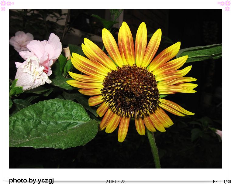 �ҼҵĲݻ���