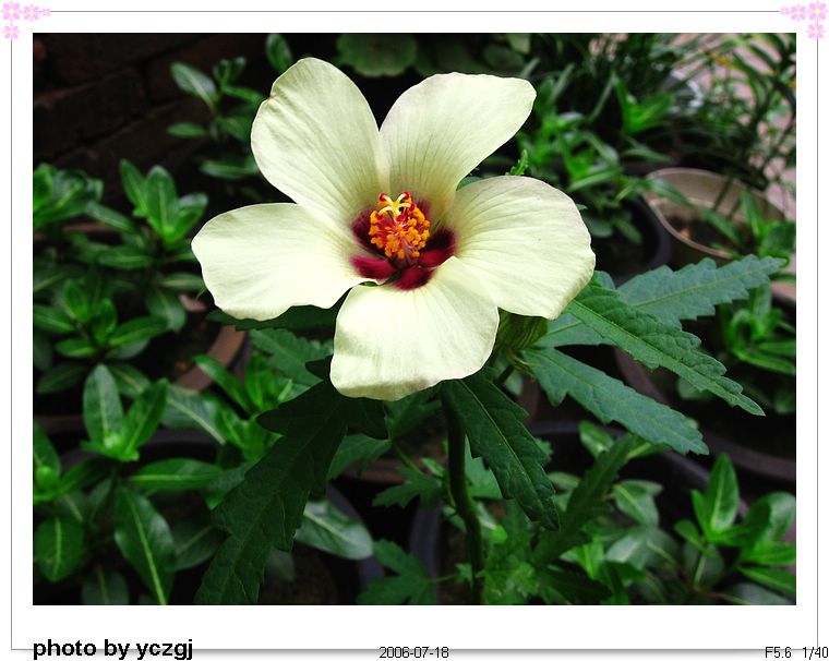 �ҼҵĲݻ���