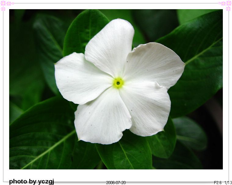 �ҼҵĲݻ���