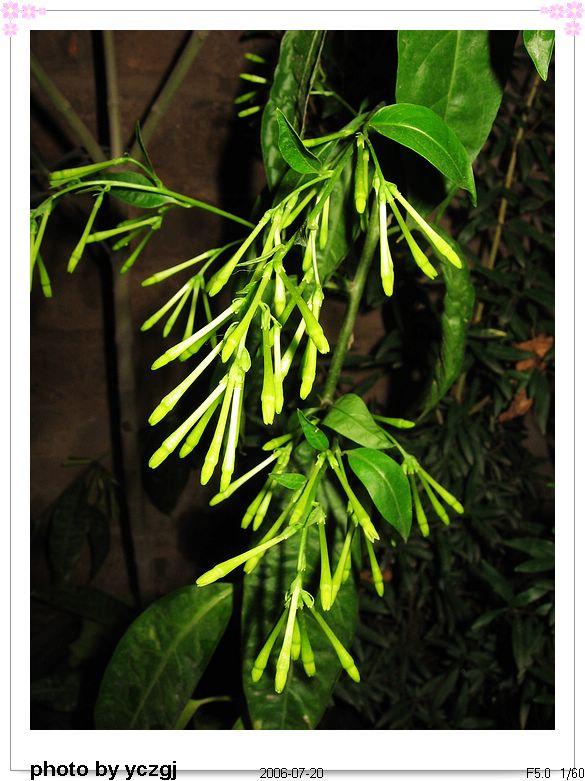 �ҼҵĲݻ���