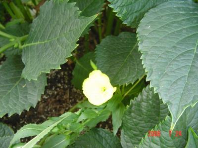 ���ĵĻ�(3ҳ����)