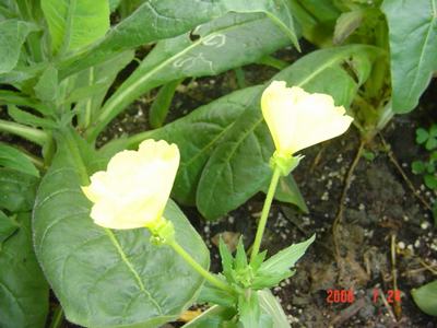 ���ĵĻ�(3ҳ����)