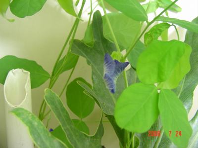 ���ĵĻ�(3ҳ����)