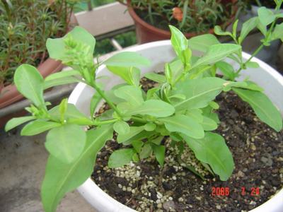 ���ĵĻ�(3ҳ����)