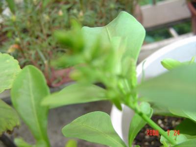 ���ĵĻ�(3ҳ����)