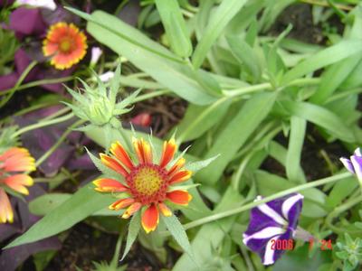 ���ĵĻ�(3ҳ����)