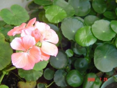 ���ĵĻ�(3ҳ����)