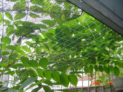 ���ĵĻ�(3ҳ����)