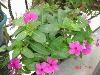 ���ĵĻ�(3ҳ����)