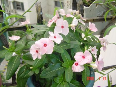 ���ĵĻ�(3ҳ����)