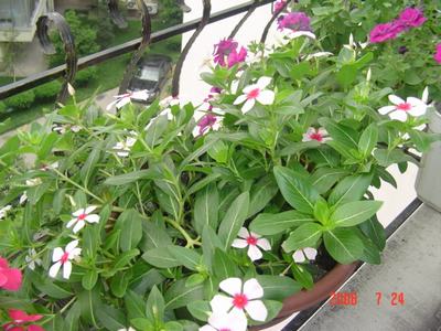 ���ĵĻ�(3ҳ����)