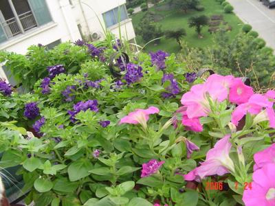 ���ĵĻ�(3ҳ����)