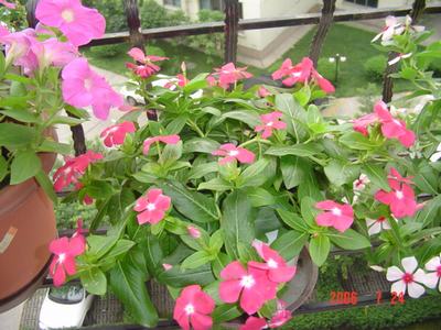 ���ĵĻ�(3ҳ����)