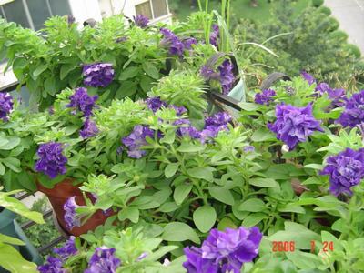 ���ĵĻ�(3ҳ����)