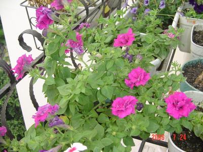 ���ĵĻ�(3ҳ����)