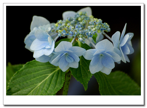 ���������������ָ��е���ɫ����p3��