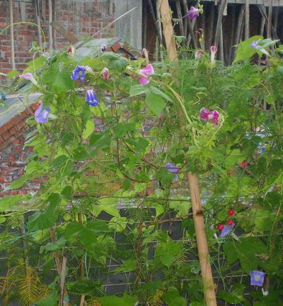 7�·�ţ���ʹ�����PP��