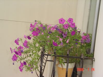 ���ĵĻ�(7ҳ����)