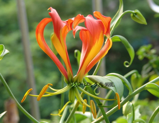 ����������ٺϣ�~~