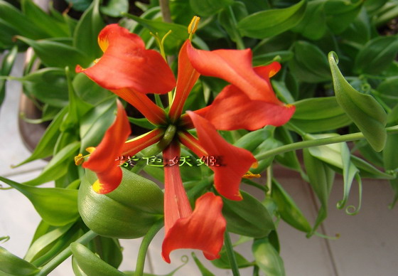 ����������ٺϣ�~~