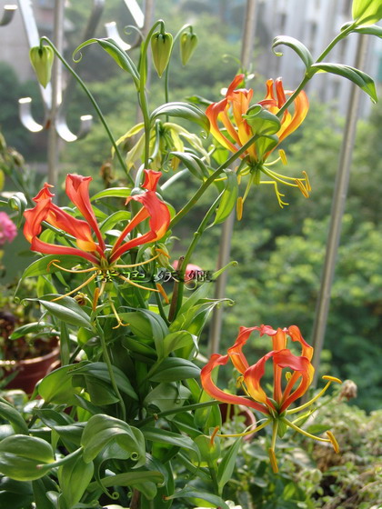 ����������ٺϣ�~~