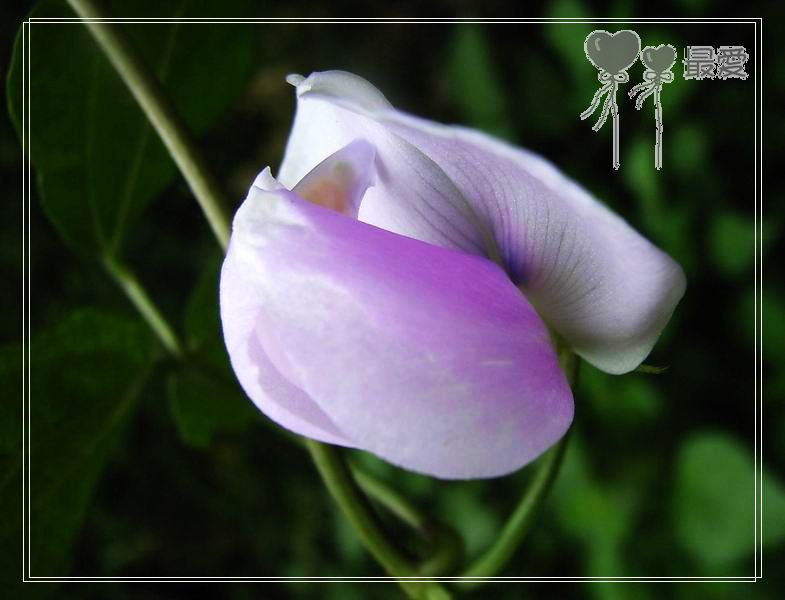 ��Ӱ��Ʒ�����������ң�