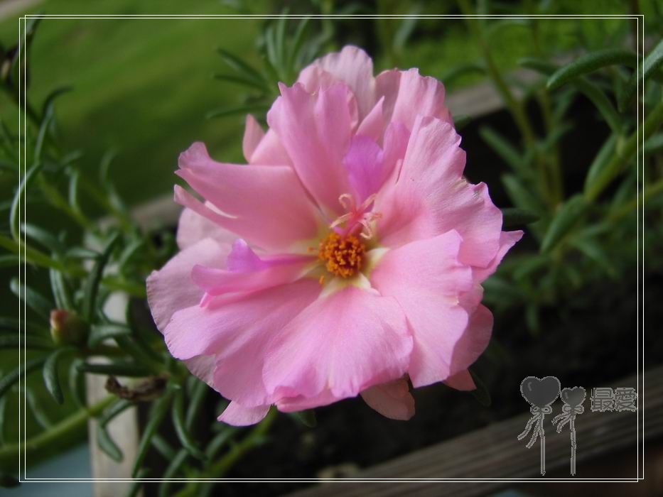 ɶ��û�У�ֻɹ����̫������