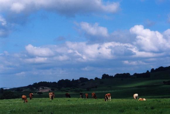 ���Ϸ�� ����szhgfox