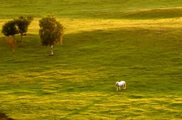 ���Ϸ�� ����szhgfox