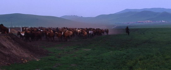 ���Ϸ�� ����szhgfox