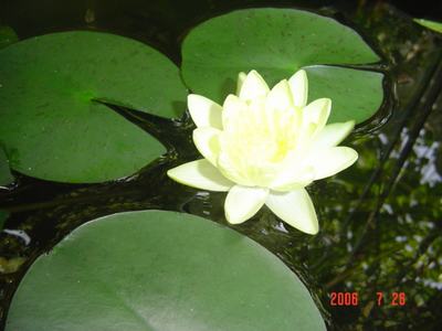 ���ĵĻ�(7ҳ����)