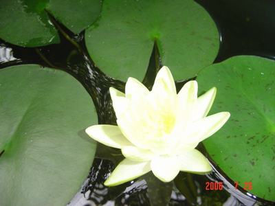 ���ĵĻ�(7ҳ����)