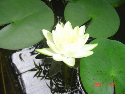 ���ĵĻ�(7ҳ����)