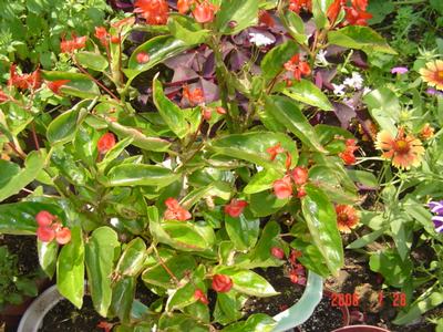 ���ĵĻ�(7ҳ����)