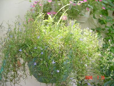 ���ĵĻ�(7ҳ����)