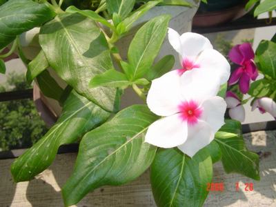 ���ĵĻ�(7ҳ����)