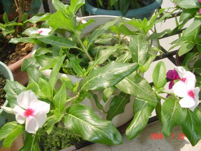 ���ĵĻ�(7ҳ����)