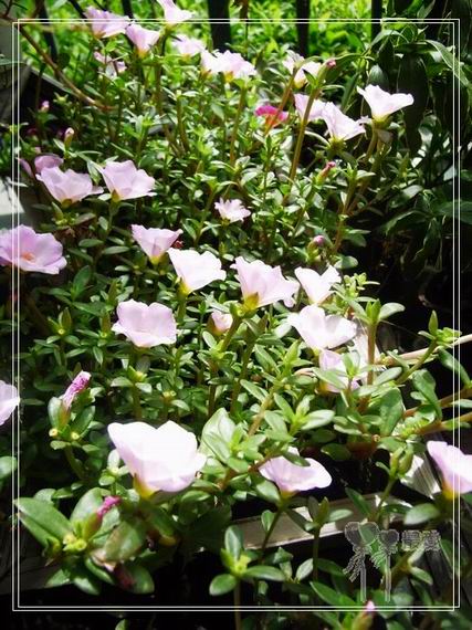 ɶ��û�У�ֻɹ����̫������