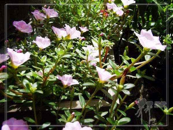 ɶ��û�У�ֻɹ����̫������