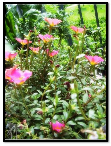 ɶ��û�У�ֻɹ����̫������