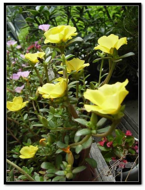 ɶ��û�У�ֻɹ����̫������