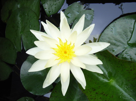 7��23��  ��ɫ��¬��  P23  ����   *-*����Ļ�԰*-*