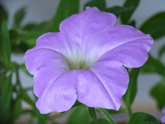 7��23��  ��ɫ��¬��  P23  ����   *-*����Ļ�԰*-*