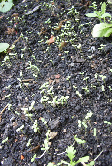 7��23��  ��ɫ��¬��  P23  ����   *-*����Ļ�԰*-*