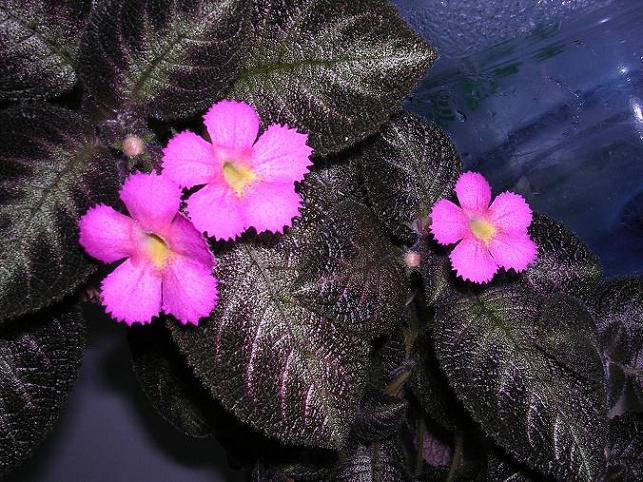 [����]����̦��������