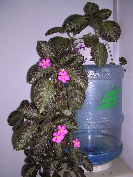 [����]����̦��������