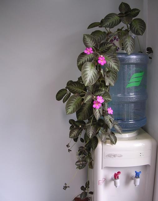 [����]����̦��������